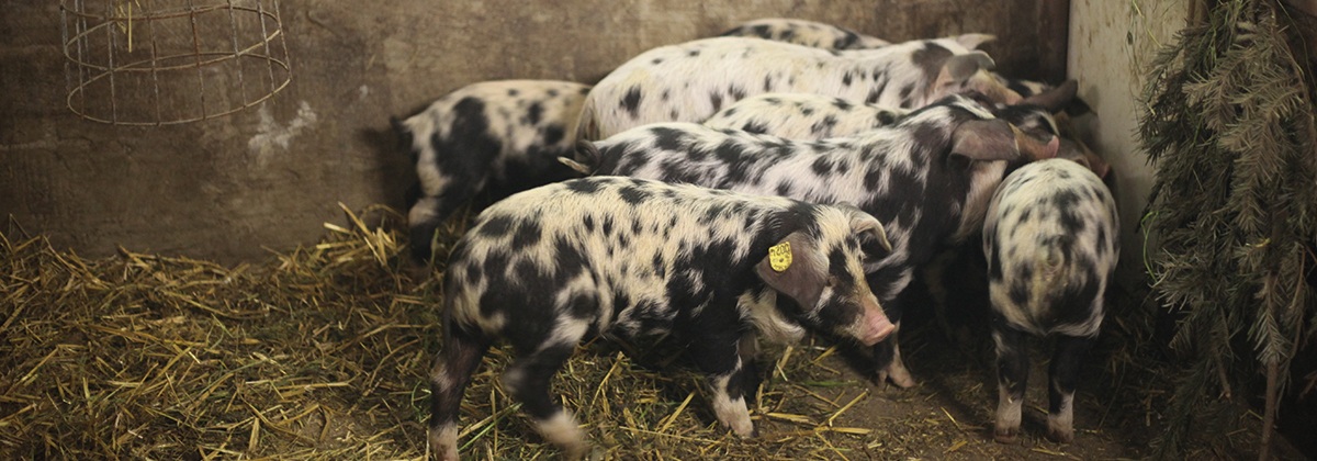 Bild Mehr Tierwohl