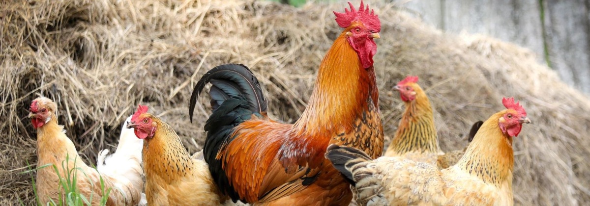 Bild Ausschreibung Tierwohl-Projekte