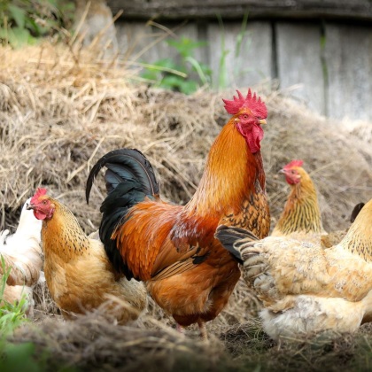 Bild Ausschreibung Tierwohl-Projekte