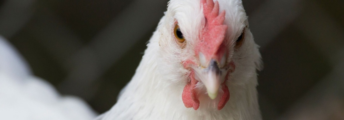 Bild Huhn + Hahn