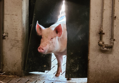 Artikel: Ausgangslage Kopie