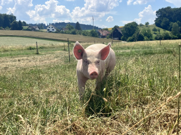 Artikel: Ziele Kopie