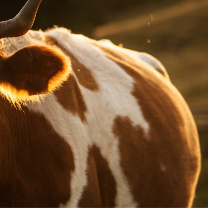 Bild Das<br />
Projekt