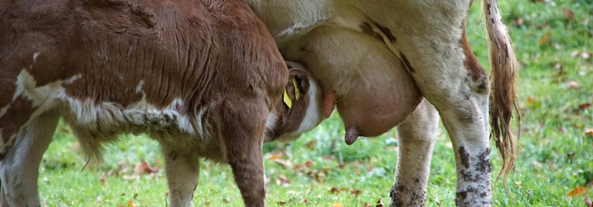 Bild Mit Herz für Mutter und Kalb