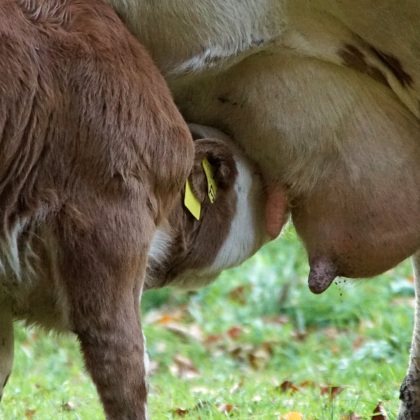 Bild Mit Herz für Mutter und Kalb