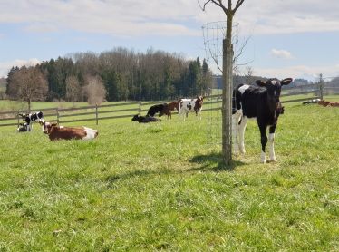Artikel: Ausgangslage